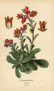 Echeveria fulgens by Désiré Georges Jean Marie Bois