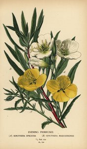 Evening Primroses by Désiré Georges Jean Marie Bois