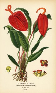 Flamingo flower, Anthurium scherzerianum. Chromolithograph from an illustration by Desire Bois from Edward Step’s Favourite Flowers of Garden and Greenhouse, Frederick Warne, London