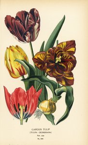 Garden tulip, Tulipa gesneriana. Chromolithograph from an illustration by Desire Bois from Edward Step’s Favourite Flowers of Garden and Greenhouse, Frederick Warne, London by Désiré Georges Jean Marie Bois
