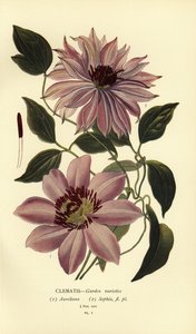 Garden Varieties of Clematis by Désiré Georges Jean Marie Bois