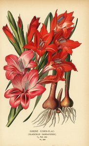 Ghent cornflag, Gladiolus x gandavensis. Chromolithograph from an illustration by Desire Bois from Edward Step’s Favourite Flowers of Garden and Greenhouse, Frederick Warne, London