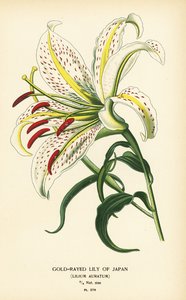 Gold-Rayed Lily of Japan or Yamayuri, Lilium auratum