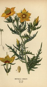 Golden Bartonia or Lindley’s Blazingstar, Mentzelia lindleyi by Désiré Georges Jean Marie Bois