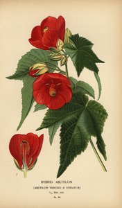 Hybrid abutilon, Abutilon pictum