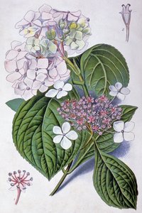 Hydrangea (illustration) by Désiré Georges Jean Marie Bois
