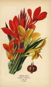 Indian Shot, Canna indica Hybrids. Chromolithograph from an Illustration by Desire Bois from Edward Step’s Favourite Flowers of Garden and Greenhouse, Frederick Warne, London