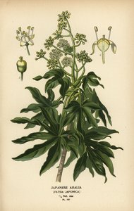 Japanese Aralia or Glossy-Leaf Paper Plant, Fatsia japonica