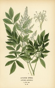 Japanese Spirea, Astilbe japonica