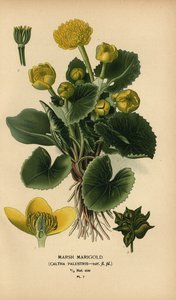 Marsh marigold, Caltha palustris
