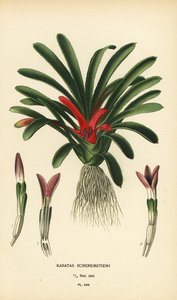 Nidularium scheremetiewii (Karatas scheremetiewi). Chromolithograph from an Illustration by Desire Bois from Edward Step’s Favourite Flowers of Garden and Greenhouse, Frederick Warne, London