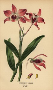 Noble dendrobium orchid, Dendrobium nobile. Chromolithograph from an illustration by Desire Bois from Edward Step’s Favourite Flowers of Garden and Greenhouse, Frederick Warne, London by Désiré Georges Jean Marie Bois