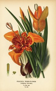 Peacock tiger flower, Tigridia pavonia. Chromolithograph from an illustration by Desire Bois from Edward Step’s Favourite Flowers of Garden and Greenhouse, Frederick Warne, London