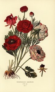 Persian Buttercups by Désiré Georges Jean Marie Bois