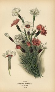 Pink, Dianthus plumarius