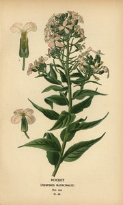 Rocket, Hesperis matronalis