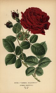 Rose General Jacqueminot, Hybrid Perpetual by Désiré Georges Jean Marie Bois