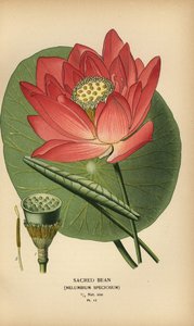 Sacred Bean or Indian Lotus, Nelumbo nucifera