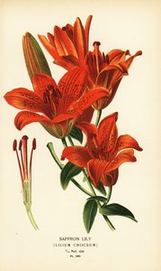 Saffron Lily, Lilium croceum. Chromolithograph from an Illustration by Desire Bois from Edward Step’s Favourite Flowers of Garden and Greenhouse, Frederick Warne, London