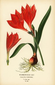 Scarborough lily, Cyrtanthus elatus (Vallota purpurea). Chromolithograph from an illustration by Desire Bois from Edward Step’s Favourite Flowers of Garden and Greenhouse, Frederick Warne, London