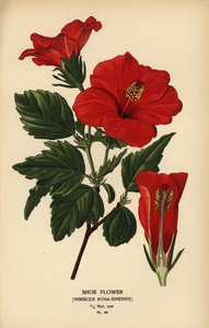 Shoe Flower or China Rose, Hibiscus rosa-sinensis