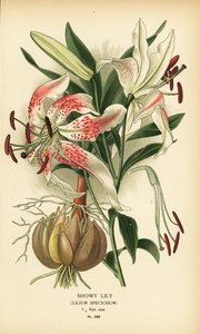 Showy Lily, Lilium speciosum
