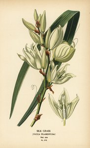 Silk Grass, Yucca filamentosa. Chromolithograph from an Illustration by Desire Bois from Edward Step’s Favourite Flowers of Garden and Greenhouse, Frederick Warne, London by Désiré Georges Jean Marie Bois