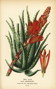 Tree aloe, Aloe arborescens. Chromolithograph from an illustration by Desire Bois from Edward Step’s Favourite Flowers of Garden and Greenhouse, Frederick Warne, London