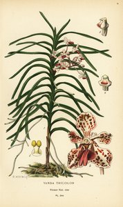Vanda tricolor orchid. Chromolithograph from an illustration by B. Herincq from Edward Step