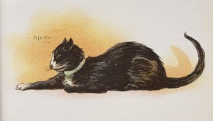 A Cat