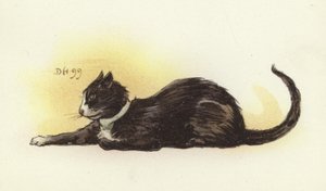 Savoy Cat