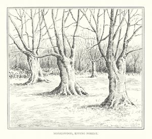 Monkswood, Epping Forest