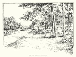 Through the woods at Esher by Duncan Moul