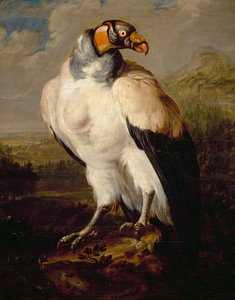 King Vulture