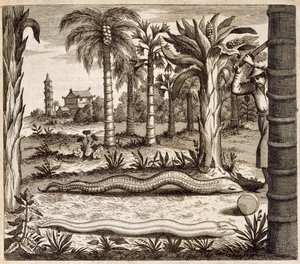The Stone Snake, from China Illustrated by Athanasius Kircher, 1667 by Dutch School