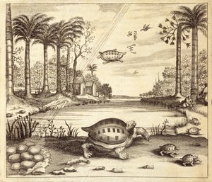 Turtle Eggs Hatching, from China Illustrated by Athanasius Kircher, 1667