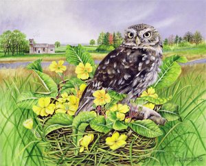Owl in Grass Nest with Primulas
