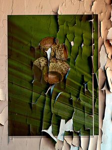 Peeling Green Layers by EDUARDO LLERANDI