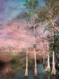 Pink Cypress Twilight by EDUARDO LLERANDI