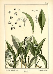 The Lily of the Valley
