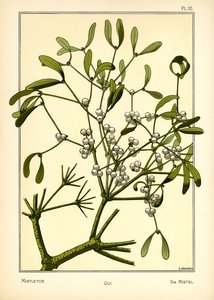 The Mistletoe by E. Hervegh