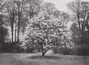 Kew Gardens, c.1900 by E. J. Wallis
