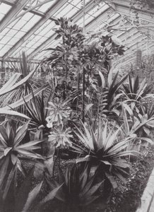 Kew Gardens, c.1900 by E. J. Wallis