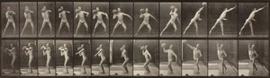Animal Locomotion, Plate 319