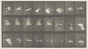 Animal Locomotion, Plate 758, 1887