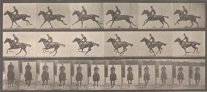 Horse and Rider Galloping
