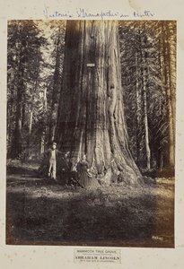 Mammoth Tree Grove, Calaveras County, California. Abraham Lincoln. 320 Feet High, 54 Feet in Circumference