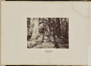 Mammoth Tree Grove, Calaveras County, California. The Salem Witch Group. Average 300 Feet High, 65 Feet in Circumference