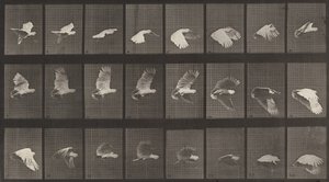 Cockatoo Flying (Plate Number 758)