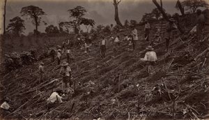 Setting out a Coffee Plantation at Antigua de Guatemala